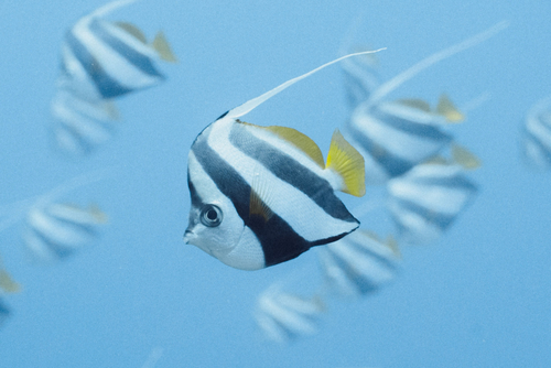Schooling Bannerfish — seen at this dive site