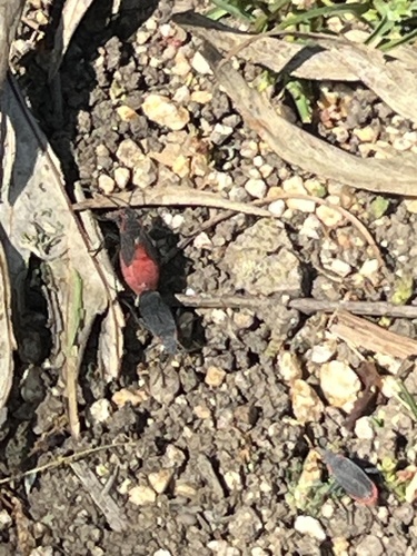 iNaturalist observation photo of Red-shouldered Bug