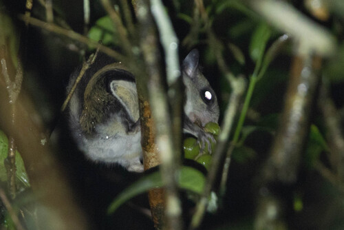Jentink's Flying Squirrel (Hylopetes platyurus) — Data Deficient Mammalia