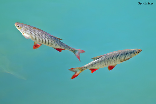 Scardinius erythrophthalmus