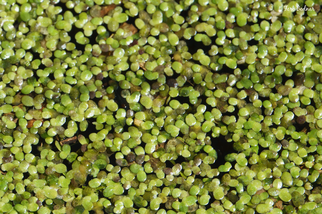 Lemna minor (Lemna minor)