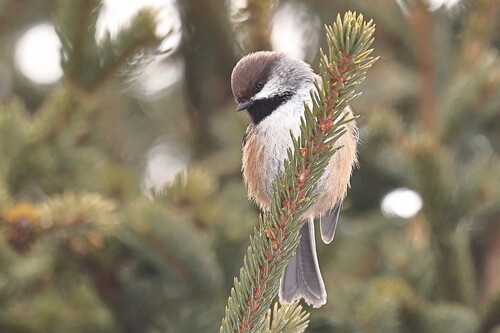 Boreal Chickadee