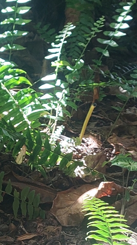 Common Tree Snake sighting