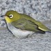 Chestnut-flanked White-Eye - Photo (c) Wonwoong Kim, all rights reserved, uploaded by Wonwoong Kim