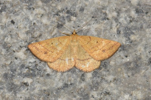 Ectephrina semilutata