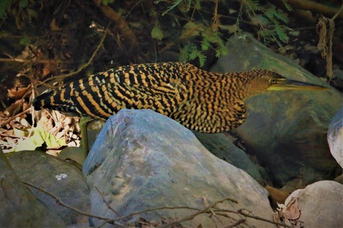 Bare-throated Tiger-Heron