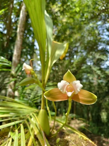 Orchid (Lycaste puntarenasensis)