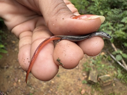Vanzosaura multiscutata