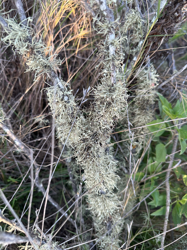 iNaturalist observation photo of Common Lichens