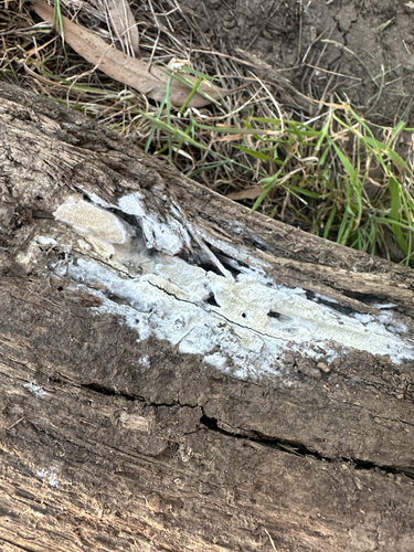 iNaturalist observation photo of Mushrooms, Bracket Fungi, Puffballs, and Allies