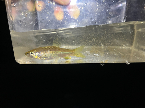 Slender Rasbora