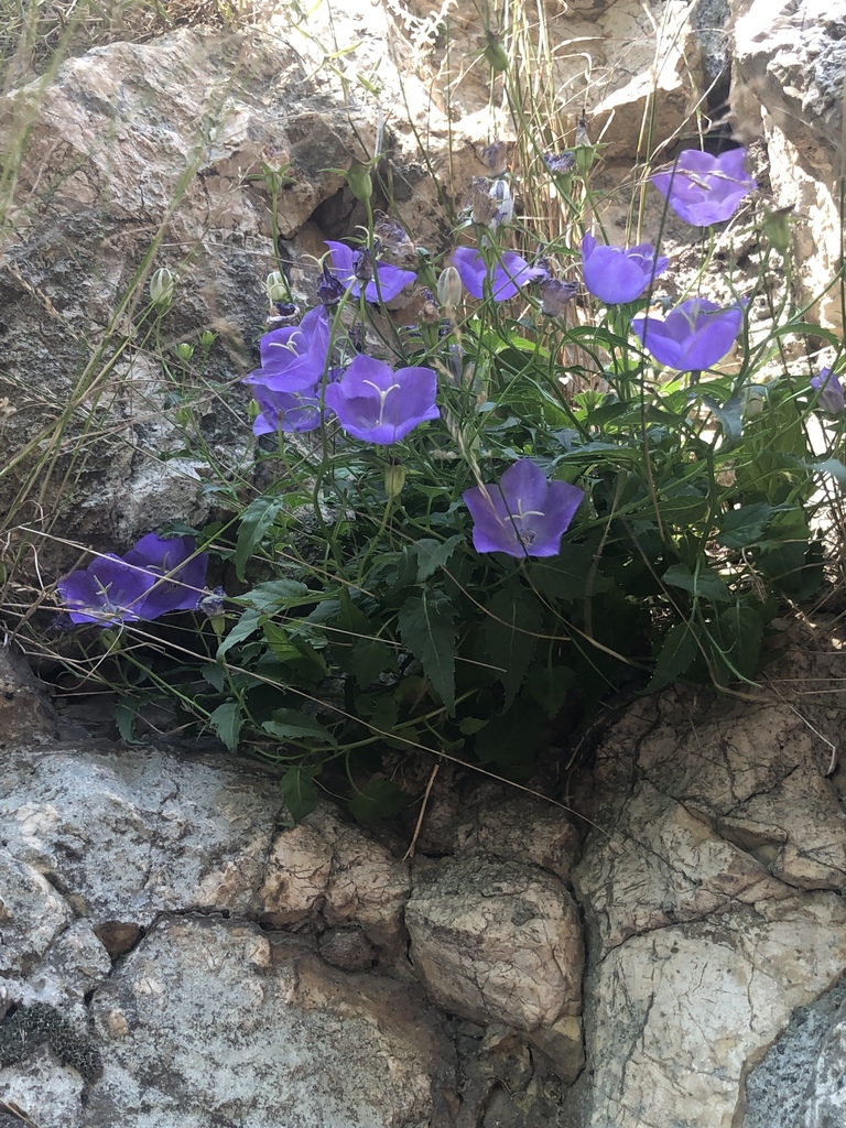 Campanula carpatica — a medium houseplant, prefers full sun light