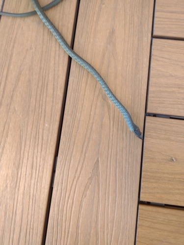 Common Tree Snake sighting