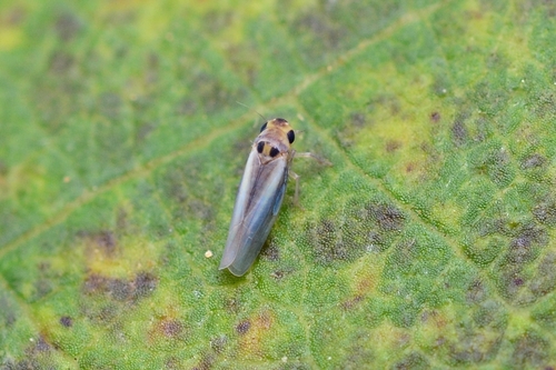 Empoascanara