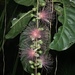 Barringtonia racemosa - Photo (c) etiger, όλα τα δικαιώματα διατηρούνται