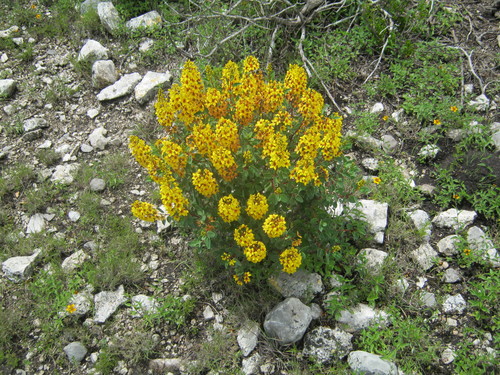 Galphimia glauca