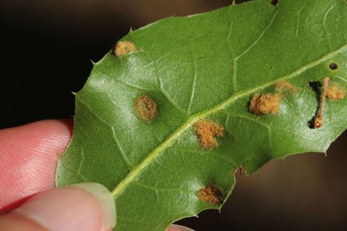 Live Oak Erineum Mite