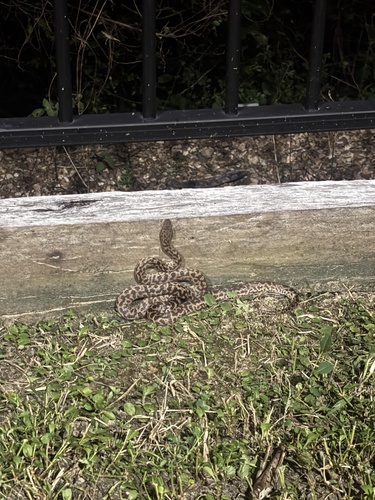 Spotted Python sighting