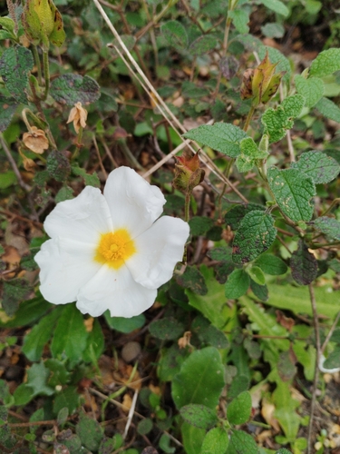 Avistamiento Cistus salviifolius