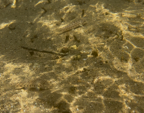 Checkerboard Zipper Loach