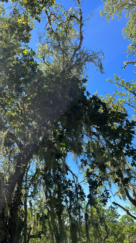 iNaturalist observation photo of lace lichen