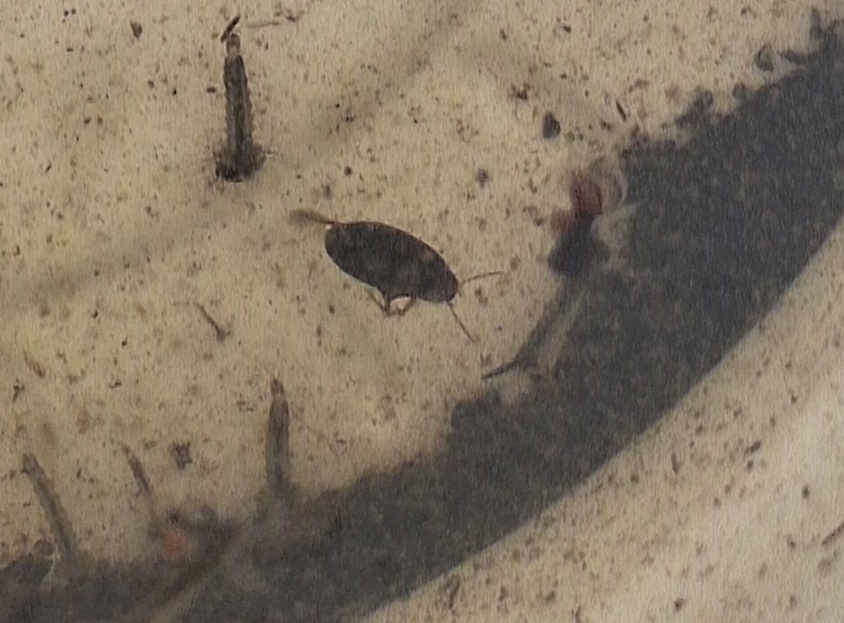 Hydroporus