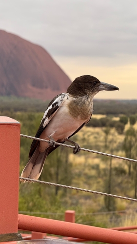 Pied Butcherbird