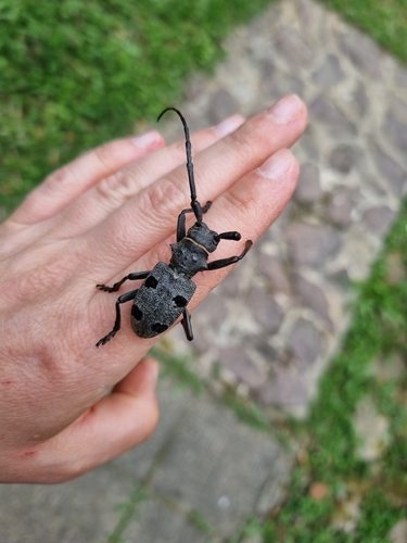 Morimus funereus