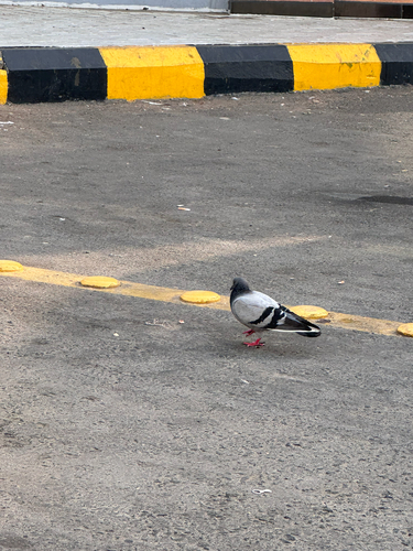 Rock Pigeon