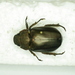 Spodochlamys cupreola - Photo (c) nlasala, all rights reserved, uploaded by nlasala