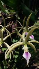 Image of Prosthechea ionocentra