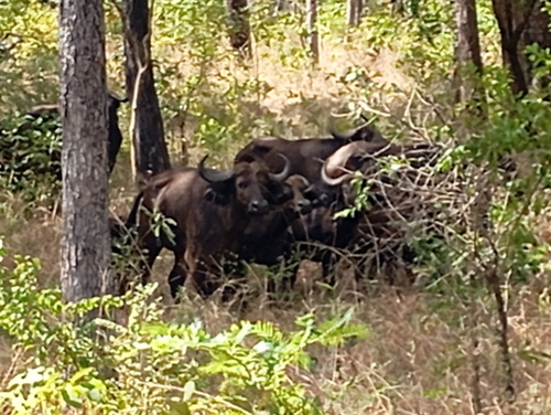 Cape Buffalo