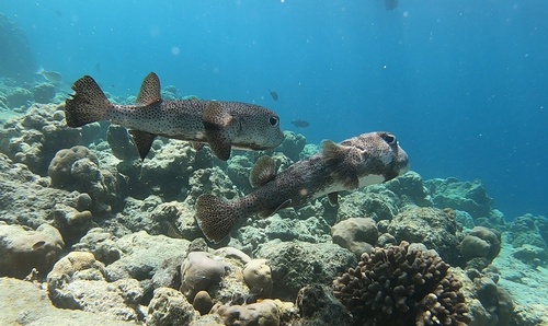 Spotted Porcupinefish — seen at this dive site