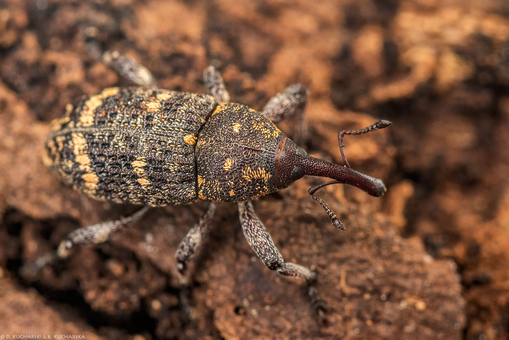 Banded Pine Weevil (Pissodes pini) · iNaturalist