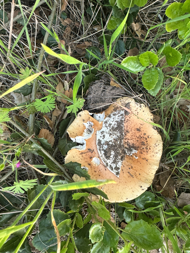 iNaturalist observation photo of springtime amanita