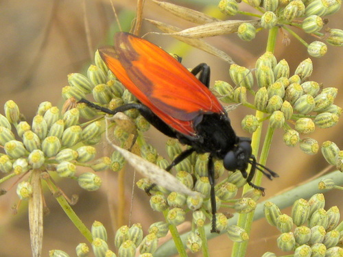Mydas xanthopterus (Loew, 1866)
