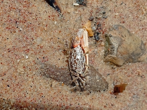 East African Fiddler Crab