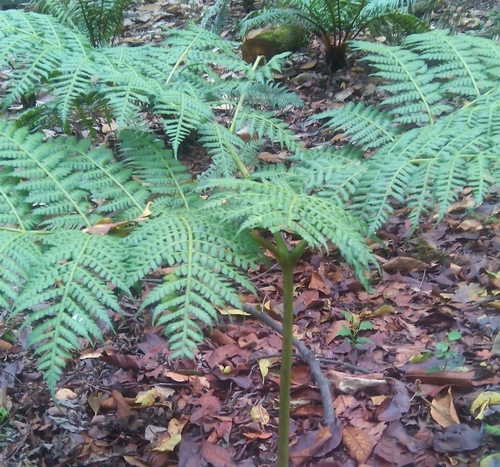 Eupodium laeve