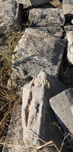 Caucasian Agama