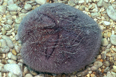 Spatangus purpureus image