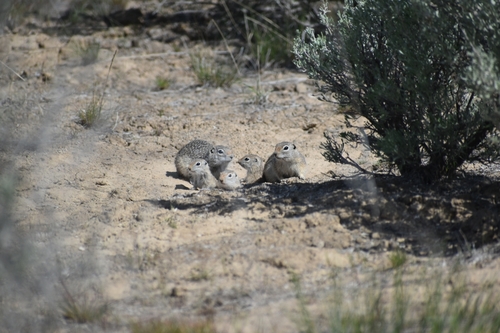 Washington Ground Squirrel observed by mustelidmay