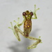 Mottled Glassfrog - Photo (c) Edison Ocaña, all rights reserved, uploaded by Edison Ocaña