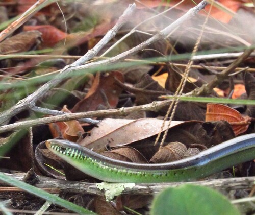 Striped Worm Lizard