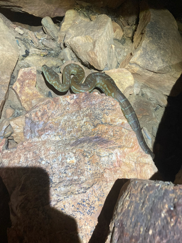 Centralian Carpet Python sighting