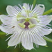 Stinking Passionflower - Photo (c) Edgar Gómez, all rights reserved, uploaded by Edgar Gómez