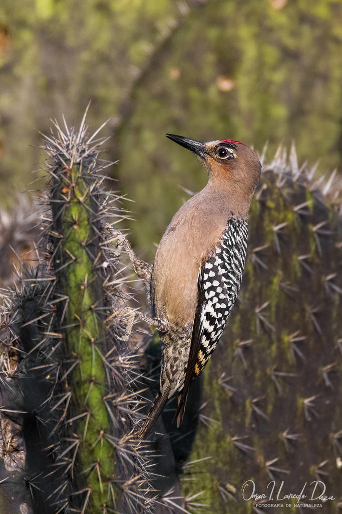 Gray-breasted Woodpecker photo