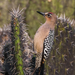 Gray-breasted Woodpecker - Photo (c) Omar Ismael Laredo Daza, all rights reserved, uploaded by Omar Ismael Laredo Daza