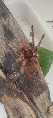 Natal Brown Birdeater