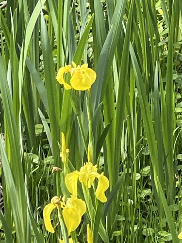 Yellow Iris