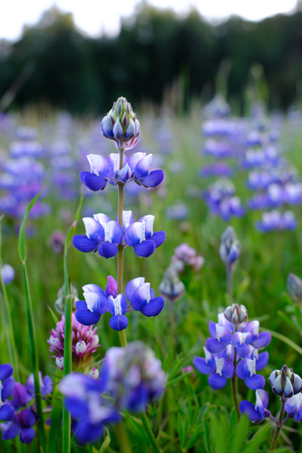 Lupinus nanus